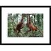 Global Gallery Orangutan Pair Playing - Picture Frame Photograph Print on Paper in Brown/Green | 18 H x 1.5 D in | Wayfair DPF-395746-1218-266