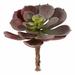 Primrue Echeveria 12 - Piece Artificial Succulent Plant Set Silk/Plastic in Red | 5 H x 4 W x 6 D in | Wayfair 5C4A0BB8CEF94C118A7E99893CFA8831