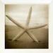 Highland Dunes Right at Home Starfish by Ryan Hartson-Weddle - Picture Frame Photograph Print on Paper in Brown | Wayfair