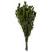 Vickerman 649503 - 18-24" Spring Green Platys Foliage (H1PLT115) Dried and Preserved Standard Plants