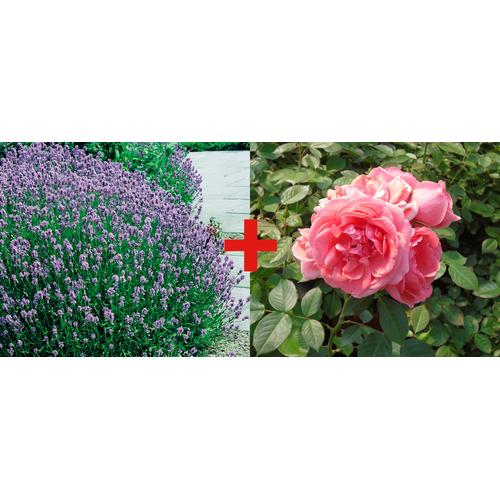 BCM Beetpflanze Rose Kimono & Lavendel, (2 St.) lila Beetpflanzen Pflanzen Garten Balkon