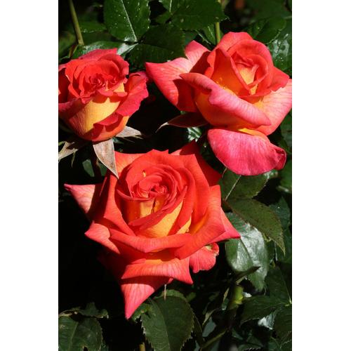 BCM Beetpflanze Rose Parfum De Grasse, (1 St.), Höhe 30 cm, 1 Pflanze orange Beetpflanzen Pflanzen Garten Balkon