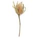 Vickerman 648322 - 12" Natural Banksia Flower 25/PK (H1BAJ000) Dried and Preserved Flowering Plants