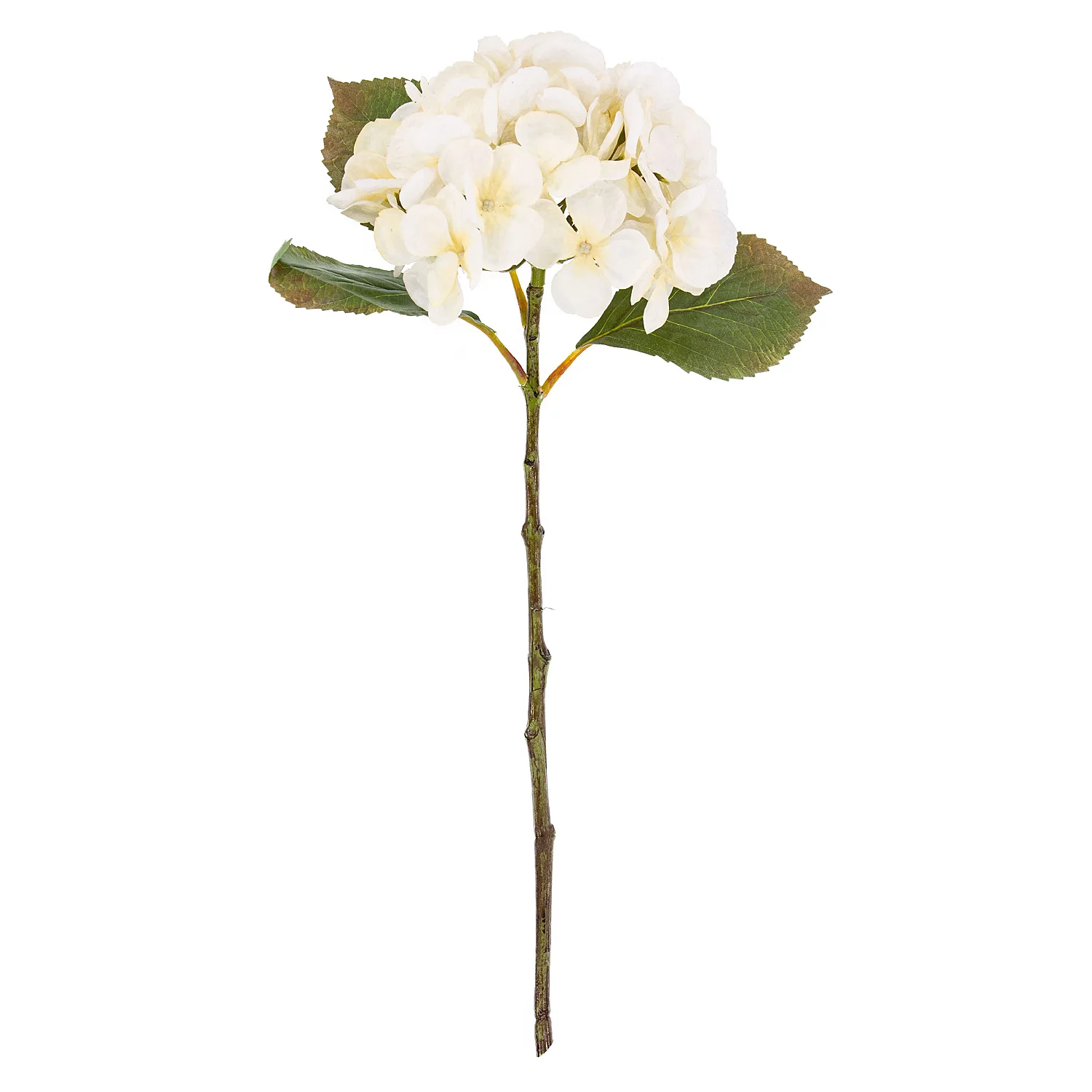 Hortensia, crème, 45 cm
