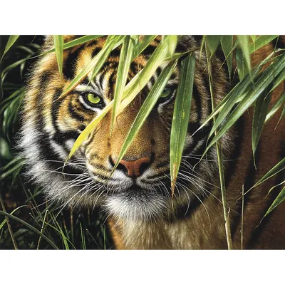 Malen nach Zahlen mit Acrylfarben Tiger, 40 x 30 cm