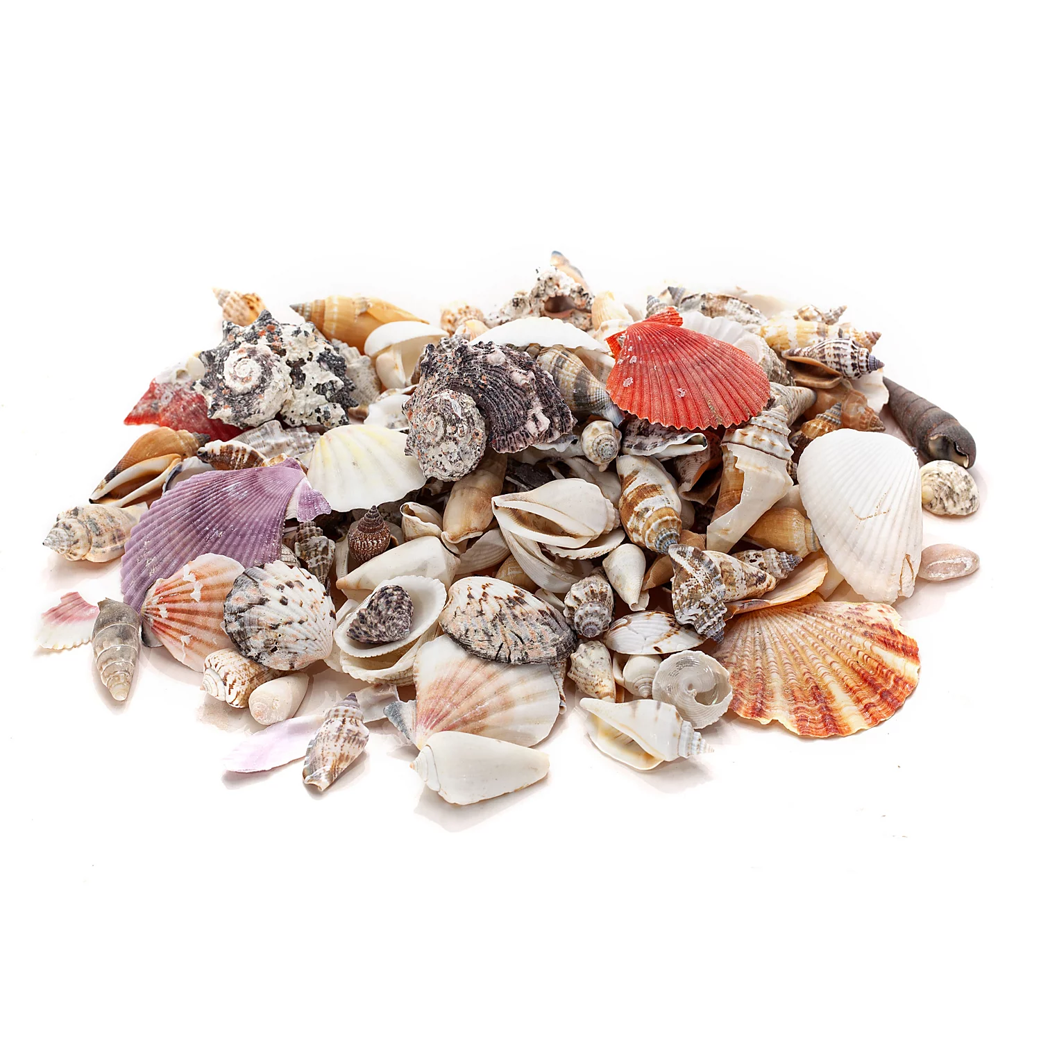 Echte Muschelschalen, 1–6 cm, 1 kg Image