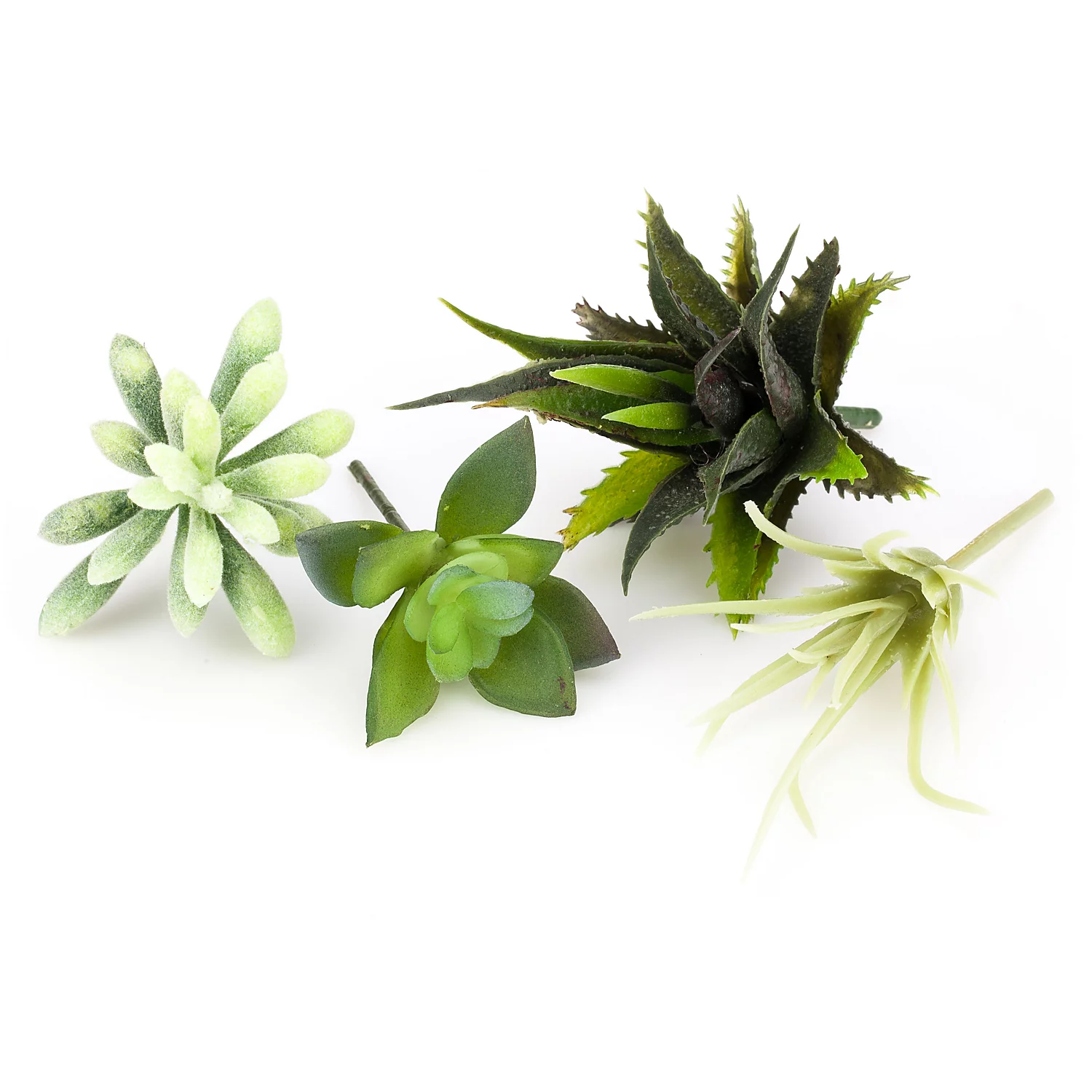 Sukkulenten-Mix, 8–12 cm, 4-teilig Image