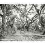 Ebern Designs Boaventure Cemetery, Historic Savannah - Wrapped Canvas Photograph Print Canvas, in Black/Green/White | Wayfair