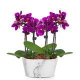 Flowers - Picturesque Purple Mini Orchid