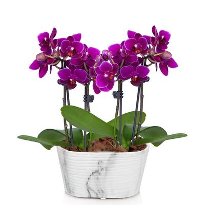 Flowers - Picturesque Purple Mini Orchid