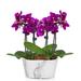 Flowers - Picturesque Purple Mini Orchid