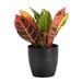 Thorsen's Greenhouse Live Petra Croton Plant in Classic Pot in Gray | 6 H x 4 D in | Wayfair 4 Petra Croton-Core-Brushed Silver