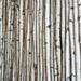 Union Rustic Wilson White Birch Pole Packs | Small | Wayfair UNRS4842 42962890