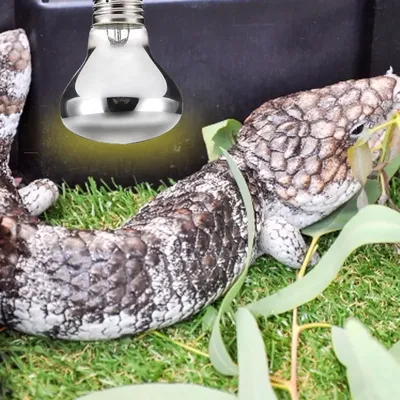 Ampoule de Reptile E27 lampe chauffante émetteur de chaleur pour tortues qui se prélassent