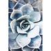 Ebern Designs Pastel Succulent Beauty III by Irena Orlov Photograph Print on Canvas Canvas, Wood in Blue | 49.75 H x 33.75 W x 0.75 D in | Wayfair