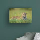 Ebern Designs The Leopard by Roshkumar - Wrapped Canvas Photograph Print Canvas in White | 30 H x 47 W x 2 D in | Wayfair