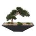 Artificial Cedar Bonsai, Moss, Natural Pebbles in Black Metal Zinc Pot - 22.5W x 13D x 17H