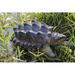 Hi-Line Gift Ltd. Snapping Turtle Statue, Wood in Gray | 4.84 H x 6.69 W x 10.43 D in | Wayfair 87658