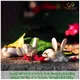 Ensemble de décoration de lapin de Pâques lapin en résine mini-indicateur ornement de jardin