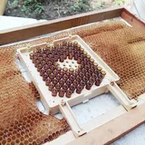 Kit complet pour élever des abei...