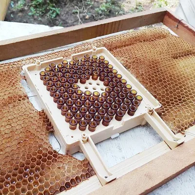 Kit complet pour élever des abeilles pour élever des abeilles