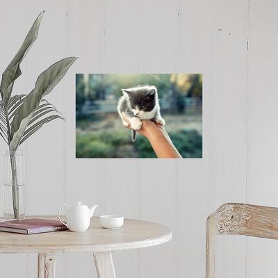 "A three-week-old, blue-eyed kitten held in one hand." Poster Print - Multi