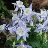 Mixed Colorful Columbine Flowers - 10, 20 or 40 Bulbs - Attracts Butterflies, Bees & Hummingbirds