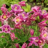 Mixed Colorful Columbine Flowers - 10, 20 or 40 Bulbs - Attracts Butterflies, Bees & Hummingbirds