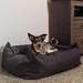 BuddyRest Oasis Plush Pillow Dog Bed Metal in Gray | 10 H x 37 W x 32 D in | Wayfair OA102