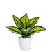 Primrue Medium Varigated Leaf Plant Polyester/Plastic | 8 H x 6 W x 6 D in | Wayfair CDBC93EFBA0543439C3F4E7AE64A0228