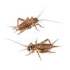 Vita-Bugs Live Crickets - Large