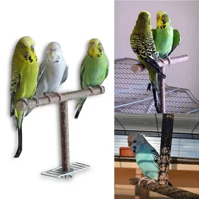Cage à oiseaux et perroquets jouets formation meulage perruche à mâcher support en bois