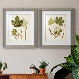 August Grove® Antique Leaves V - 2 Piece Picture Frame Painting Print Set on Paper in White | 24 H x 36 W x 1.5 D in | Wayfair