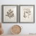 August Grove® Antique Sepia Botanicals V - 2 Piece Picture Frame Painting Print Set on Paper in White | 24 H x 36 W x 1.5 D in | Wayfair