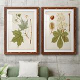 August Grove® Antique Leaves VII - 2 Piece Picture Frame Painting Print Set on Paper in White | 31.5 H x 47 W in | Wayfair