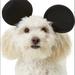 Disney Dog | Mickey Mouse Dog Headband Ears Tie On Costume Halloween! | Color: Black | Size: Various