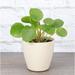 Thorsen's Greenhouse Live Chinese Money Plant, Pilea Peperomoides in Biodegradable Pot in Brown | 6 H x 4 D in | Wayfair 4 Pilea-thin-natural