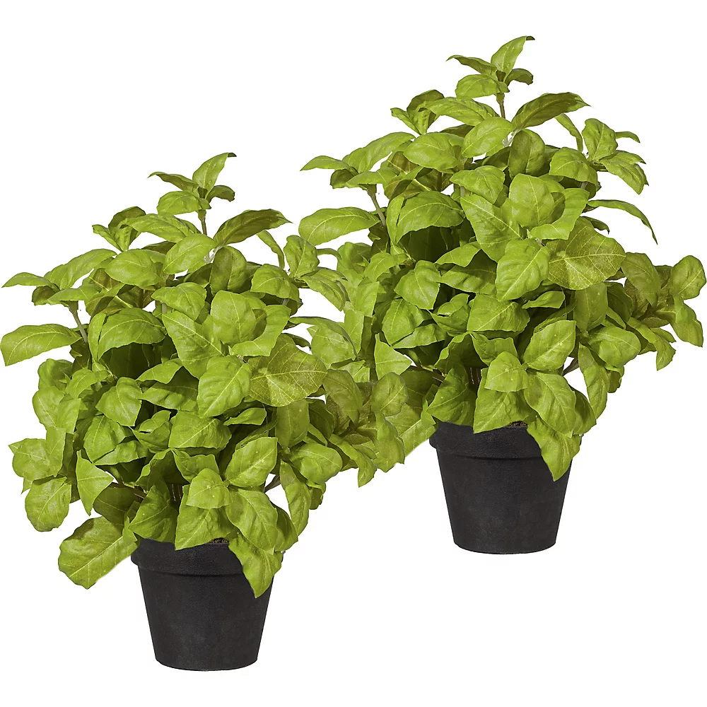 Buisson de basilic - kaiserkraft