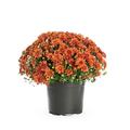 Better Homes&gardens 2.5g Decorative Mum