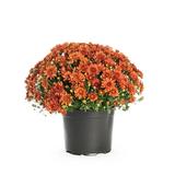 Better Homes&gardens 2.5g Decorative Mum