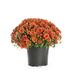 Better Homes&gardens 2.5g Decorative Mum