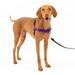 PetSafe Easy Walk No-Pull Leash Training Dog Harness Medium Deep Purple