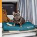 FurHaven Pet Products Indoor/Outdoor Oxford Cooling Gel Top Deluxe Mattress Pet Bed for Dogs & Cats - Deep Lagoon Medium