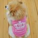 Pet Puppy dog Summer Small Dog Cat dogs pets clothing Cotton T Shirt Apparel Clothes Dog Rule Vest XS S M L Summer