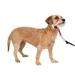 PetSafe Gentle Leader Headcollar No-Pull Dog Collar Small Up to 25 Lb. Red