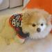 Pet Autumn Winter Warm Coat for Small Medium Dogs Puppy Costume Multi Colors Optional