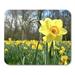 KDAGR White Bloom Colorful Beautiful Macro of Daffodil in Field at Easter Time Green Beauty Yellow Blossom Mousepad Mouse Pad Mouse Mat 9x10 inch