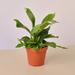 House Plant Shop Staghorn Fern - 4" Pot | 10 H x 4 D in | Wayfair 4_FERN_STAGHORN