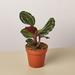 House Plant Shop Calathea Roseopicta 'Medallion' - 4" Pot | 10 H x 4 D in | Wayfair 4_CALATHEA_MEDALLION