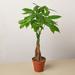 House Plant Shop Money Tree 'Guiana Chestnut' Pachira Braid - 4" Pot | 10 H x 4 D in | Wayfair 4_PACHIRA_BRAID